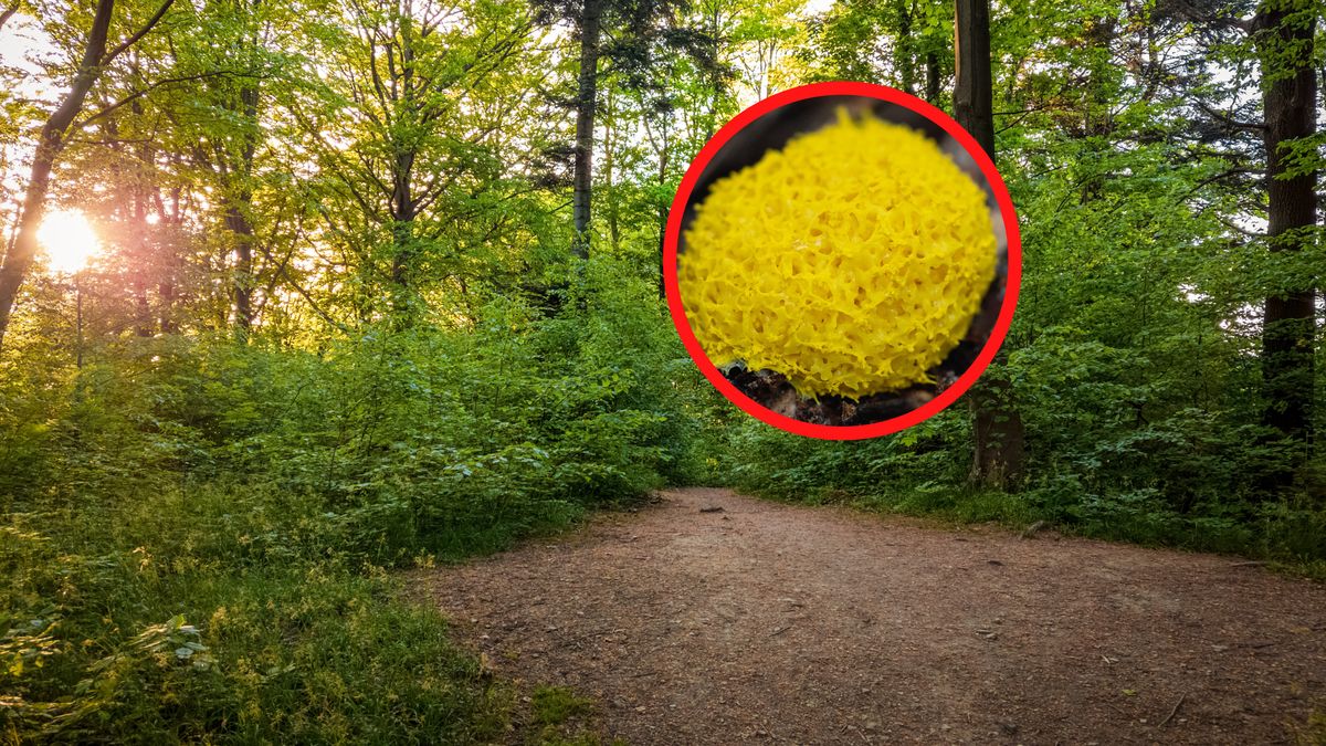 Natknęła się w lesie na "masło czarownicy".