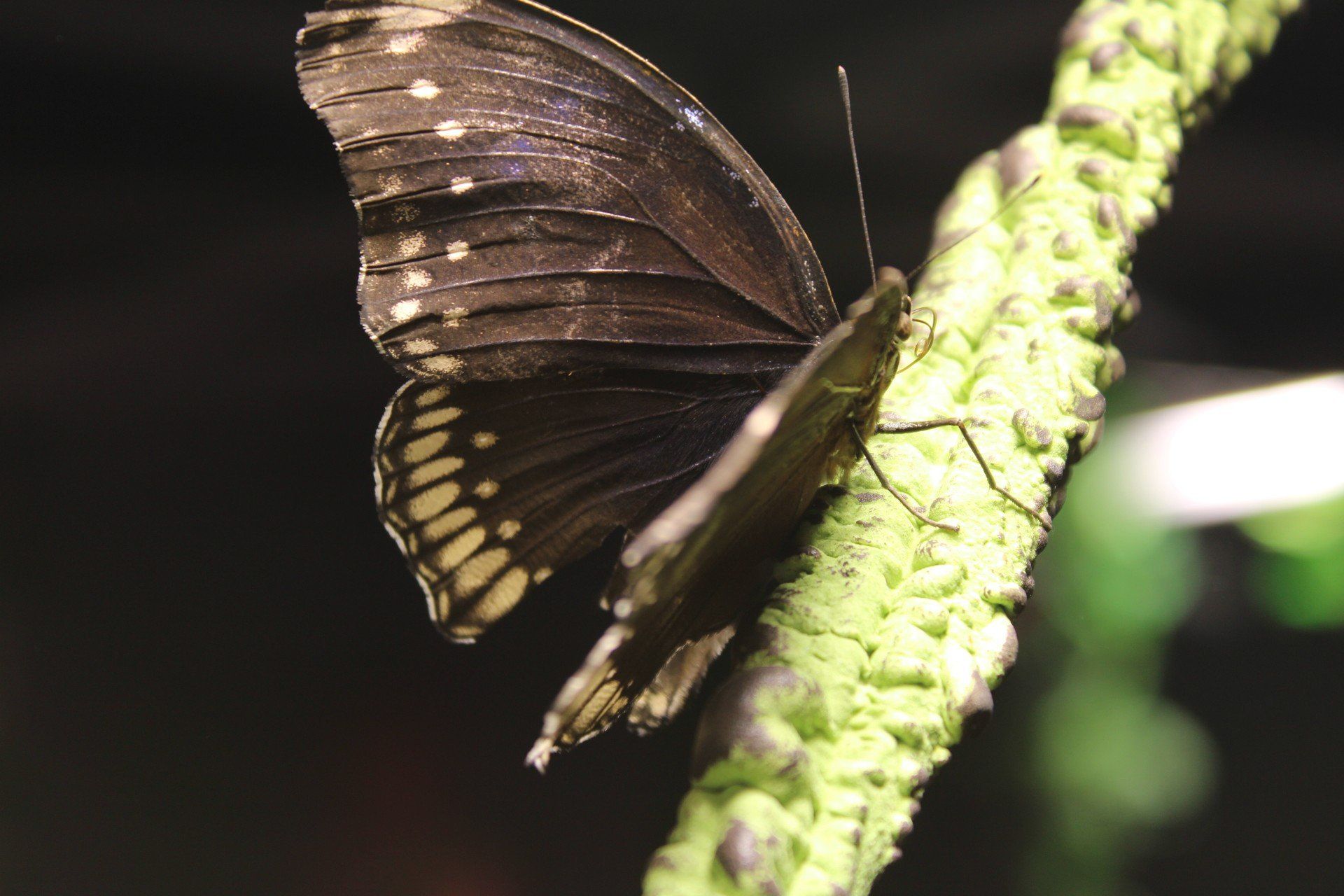 Skąd bierze się strach przed owadami i jak go przezwyciężyć?
