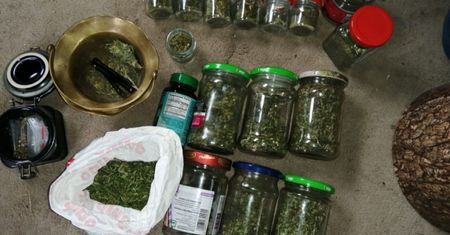 Lwówek Ślaski. Policja likwiduje plantację konopi indyjskich