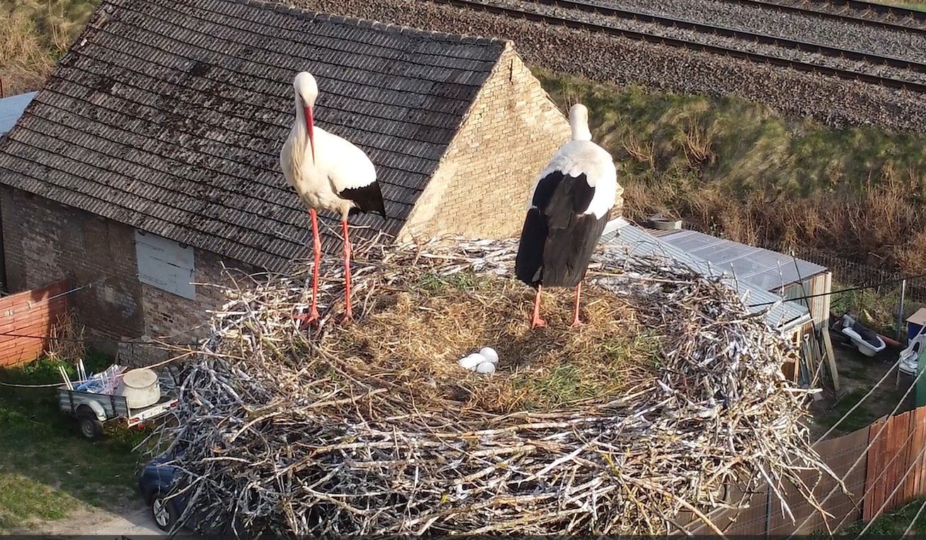 Pokazali, co dzieje się w gniazdach. Fascynujące wideo