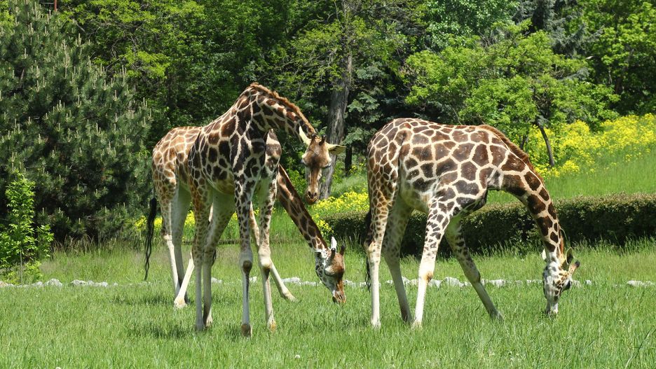 Kolejne pawilony w stołecznym ogrodzie zoologicznym otwarte od czerwca (fot. Warszawskie ZOO - Facebook)