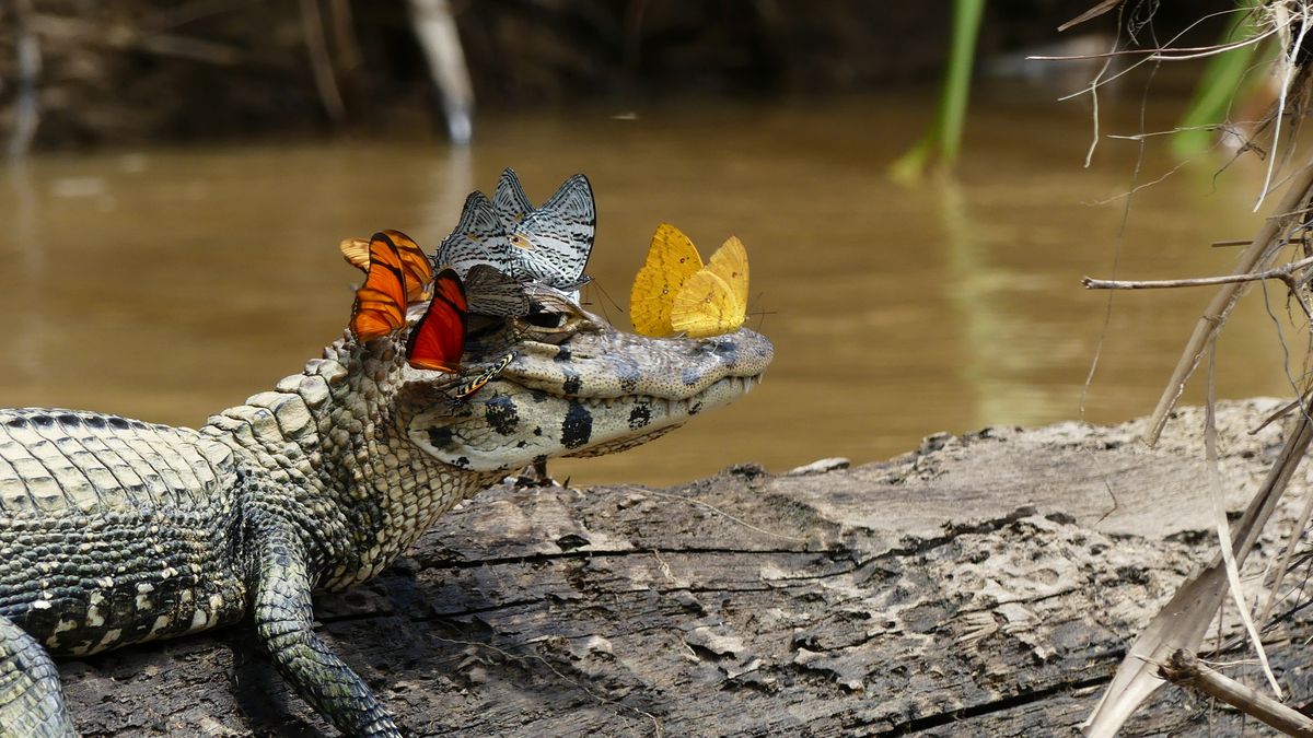 Taka sytuacja nie zdarza się dwa razy! Zdjęcie aligatora w koronie z motyli 1