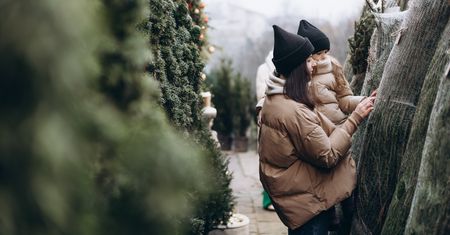 Jak wybrać choinkę na święta? Na to zwróć uwagę