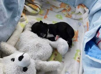 Zakopała żywcem szczeniaki. Prokuratura nie zgadza się z wyrokiem