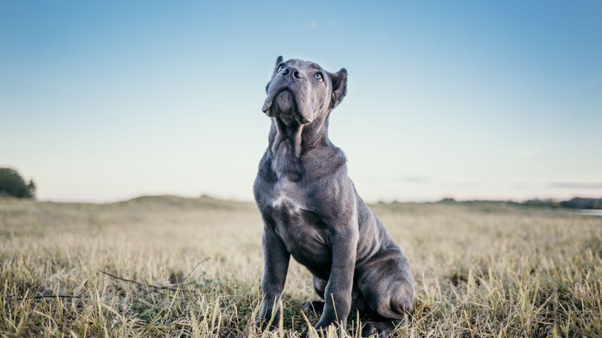 Na zdjęciu pies rasy cane corso - foto ilustracyjne