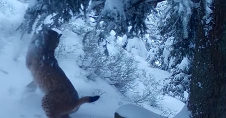Fotopułapka nagrała rysia. Wideo z Małopolski podbija sieć