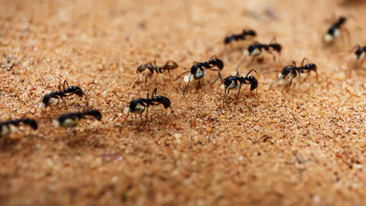 Jogurt z mrówek? Duńscy naukowcy odkrywają zapomnianą recepturę 