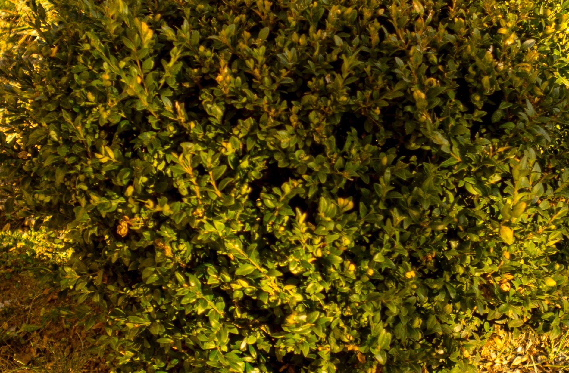 Najtańszy standard do bezlusterkowców - Industar L/D 55 mm f/2,8 8