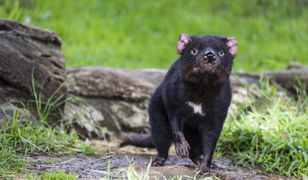 Australia kontynentalna. Pierwsze narodziny diabłów tasmańskich od 3 tys. lat