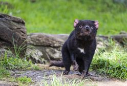 Australia kontynentalna. Pierwsze narodziny diabłów tasmańskich od 3 tys. lat