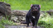 Australia kontynentalna. Pierwsze narodziny diabłów tasmańskich od 3 tys. lat