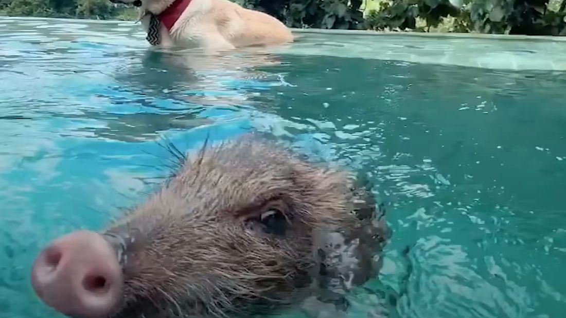 Historia niezwykłej przyjaźni