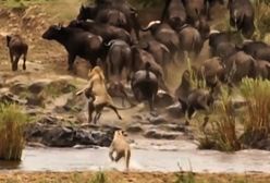 Lwy rzuciły się na bawoła. Nagle do akcji wkroczyło stado