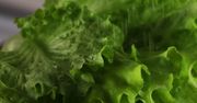 Salmonella w sałacie. Badania amerykańskich mikrobiologów