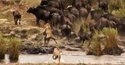 Lwy rzuciły się na bawoła. Nagle do akcji wkroczyło stado