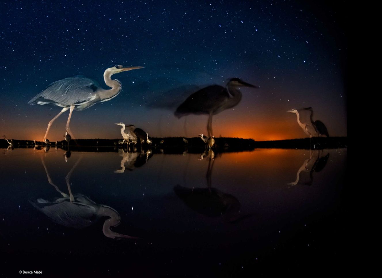 Zwycięzcy konkursu Wildlife Photographer of the Year 2014 4