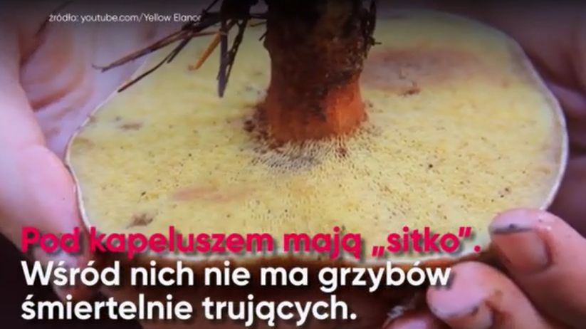 Idąc na grzyby należy wiedzieć, jak uniknąć zatrucia 