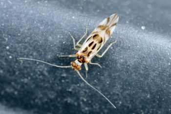 Od jednego intruza zaczyna się problem. Reaguj, gdy zauważysz