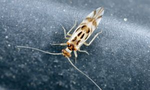 Od jednego intruza zaczyna się problem. Reaguj, gdy zauważysz