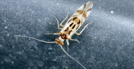 Rozmnażają się błyskawicznie. Gdy zauważysz, szybko reaguj
