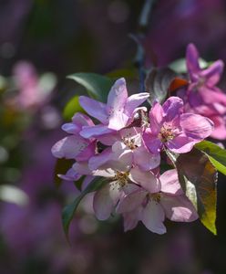 Wiśnie przegrały z przymrozkami. "Straty sięgają nawet 95 proc."