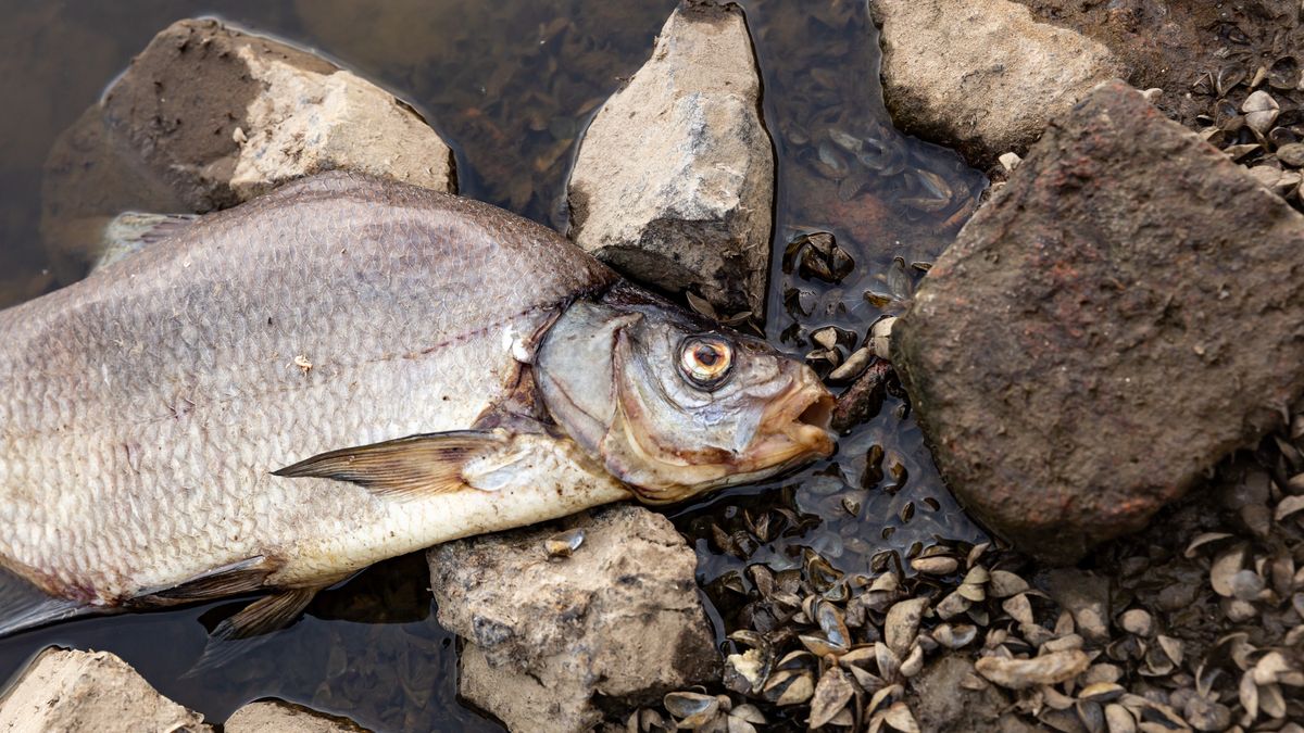 KUSTRIEN-KIETZ, GERMANY - 2022/08/13: Dead fish laying on the bank of Oder river near Kustrien-Kietz on Oder. The Oder river, which partly runs on the Polish-German border, is believed to have been contaminated with toxic, chemical or biological pollutants. The scale of pollution is very large, tons of dead fish were pulled out of the water by volunteers. The contamination is believed to have started in Olawa in southern Poland. People are urged not to enter or use the rivers waters. The Polish Prime Minister, Mateusz Morawiecki pledges a thorough investigation and severe consequences for the polluters. (Photo by Dominika Zarzycka/SOPA Images/LightRocket via Getty Images)