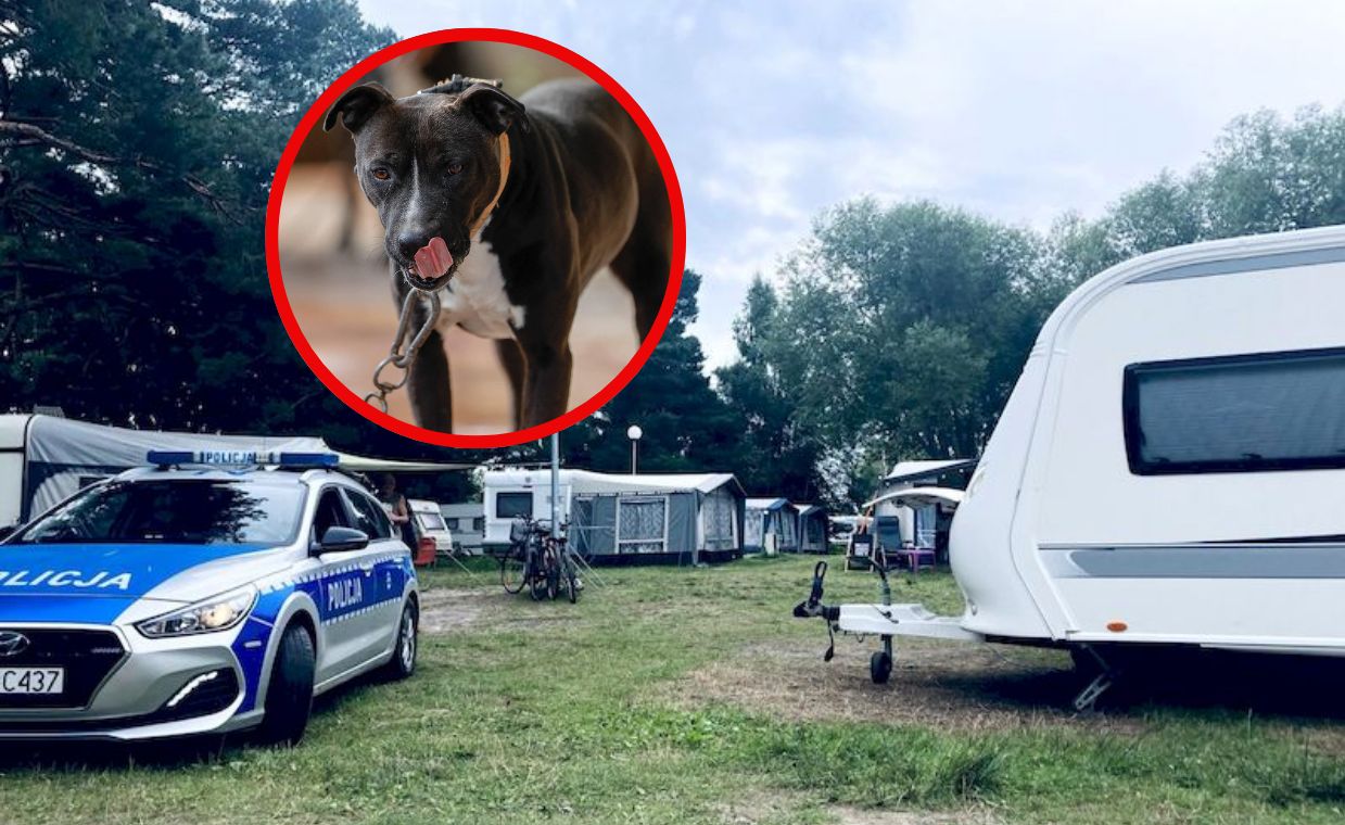 Pies zaatakował na campingu. Dzieci uciekły, matka nie zdążyła