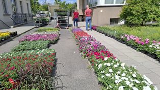 Sprzedaż roślin do ogrodu i na balkon na terenie Uniwersytetu Rolniczego w Krakowie