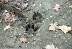 Uwaga na wilki. Władze miasta wydały komunikat