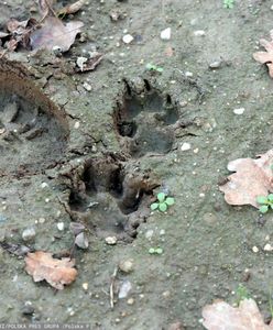 Uwaga na wilki. Władze miasta wydały komunikat