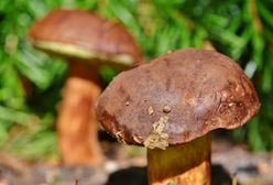 Grzybobranie. Podpowiadamy gdzie warto pojechać na grzyby