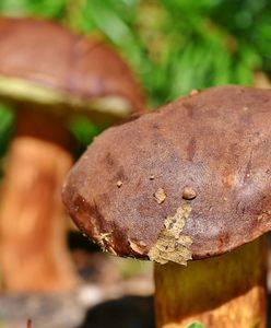 Grzybobranie. Podpowiadamy gdzie warto pojechać na grzyby