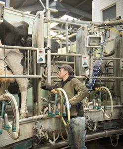 Praca dla Polaków w Niemczech. Oto ile płacą za robotę przy bydle