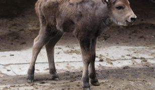 Warszawa. Nowy maluch w stołecznym zoo. Na świat przyszła żubrzyca