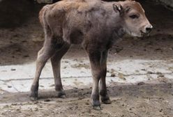 Warszawa. Nowy maluch w stołecznym zoo. Na świat przyszła żubrzyca