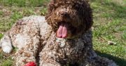 Lagotto romagnolo wygląda jak pluszowy miś. W domu potrafi jednak mocno zaskoczyć