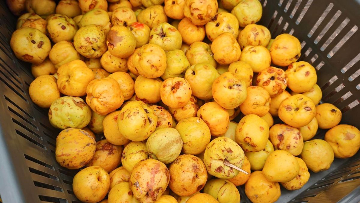 Pigwowiec rozgościł się na straganach