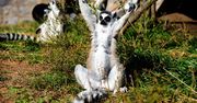 Król Julian zostanie bez poddanych? Sytuacja lemurów jest dramatyczna