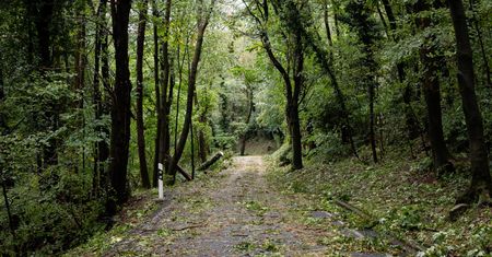 Beskidy. Powalone drzewo raniło mężczyznę