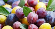 Śliwki. Jedzmy je na zdrowie!