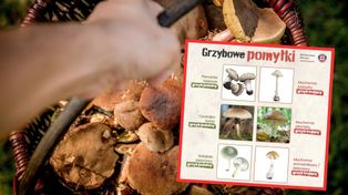 Są pierwsze przypadki zatruć grzybami w Kujawsko-Pomorskiem. Konieczne były przeszczepy wątroby