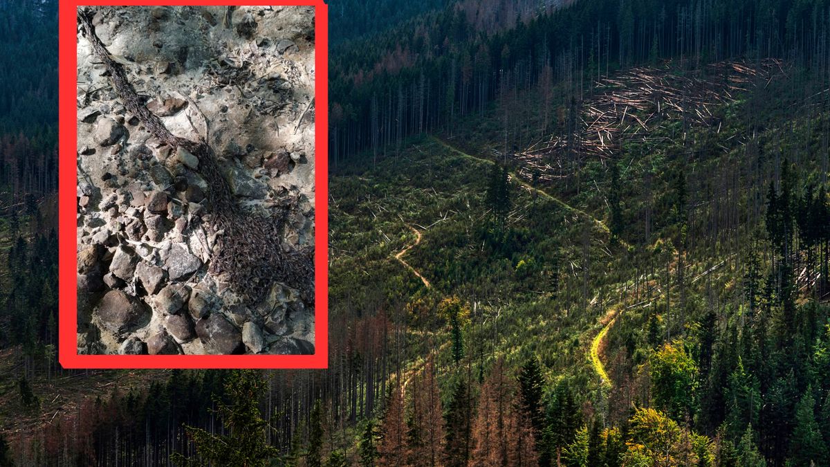 W Tatrach zaobserwowano bardzo rzadkie zjawisko