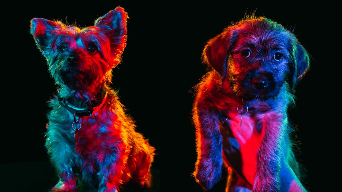 Sztuka w służbie zwierząt. Psychodeliczne portrety pomagają w adopcji piesków 1
