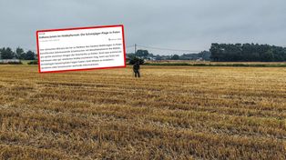 Niemcy piszą o pladze w Polsce. "Eksperci ostrzegają"