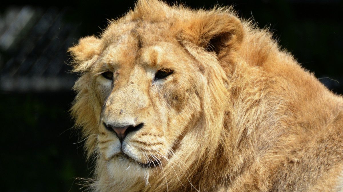 Krzyżówka ze znajomości zwierząt.