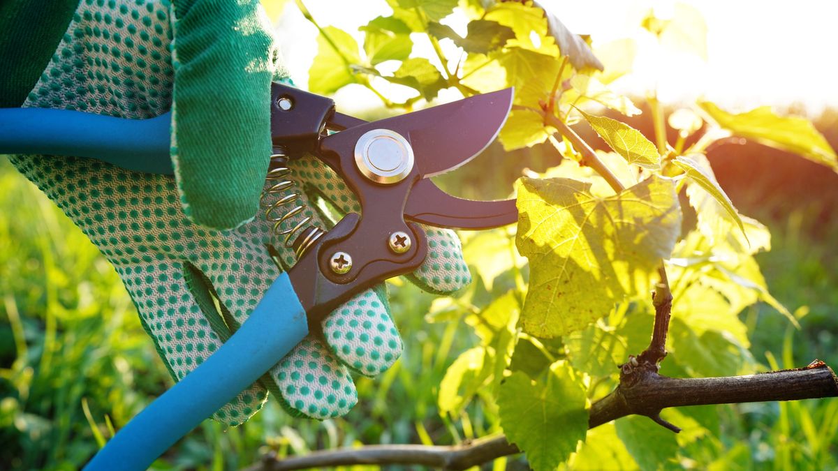 Cut branch use branch cutter on vineyard.
Cut branch use branch cutter on vineyard. Cutting branches on grapes use pruning shears. Trimming Grapevines branch on vineyard farm. Pruning grapevines with clippers. Grape vine pruning tools.
Maksim Safaniuk