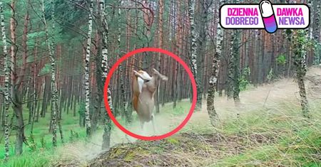 Leśnik zauważył ją podczas spaceru. "Niesamowite"