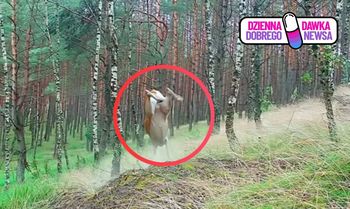Leśnik zauważył ją podczas spaceru. "Niesamowite"