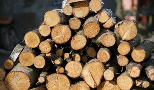 Ile kosztuje drewno? Ceny w sklepach i hurtowniach