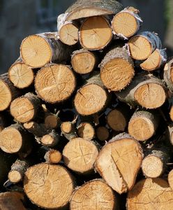 Ile kosztuje drewno? Ceny w sklepach i hurtowniach